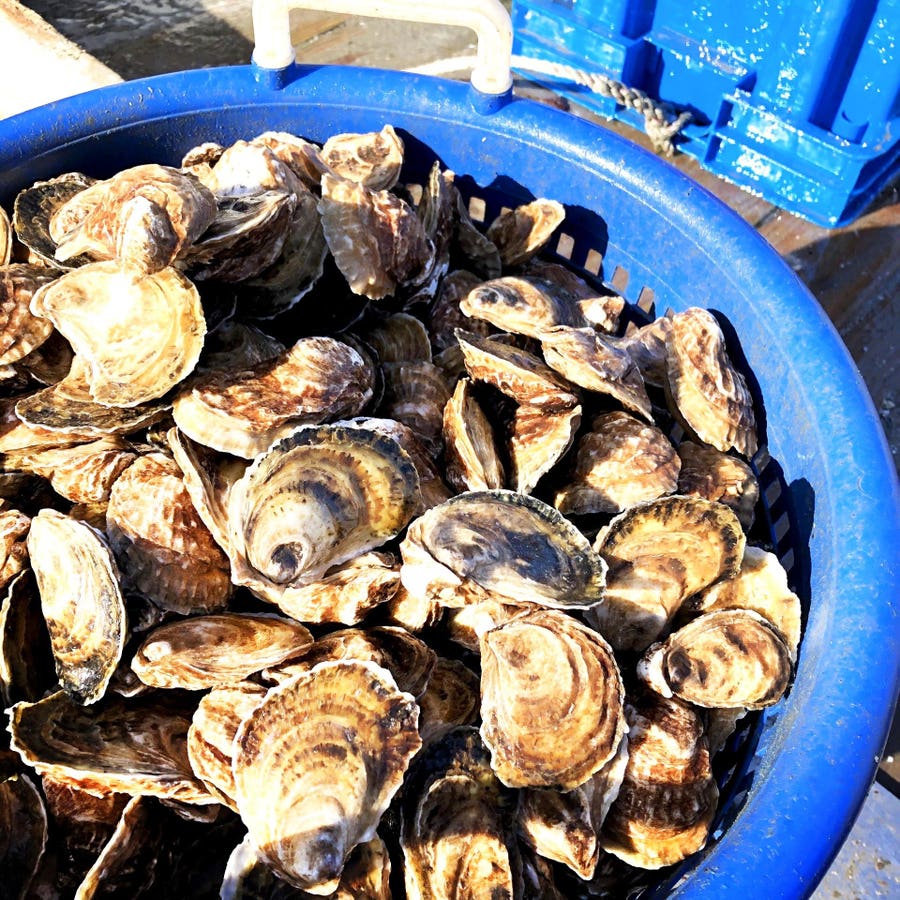 New Connecticut Oyster Trail Aims To Boost Culinary And Tourism Offerings