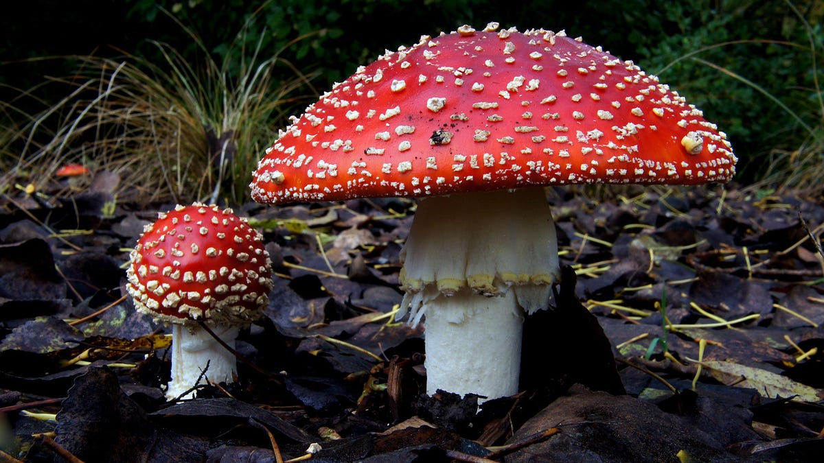 Emerging Psychedelic Mushroom Alternative More Toxic than Fentanyl, New Research Suggests