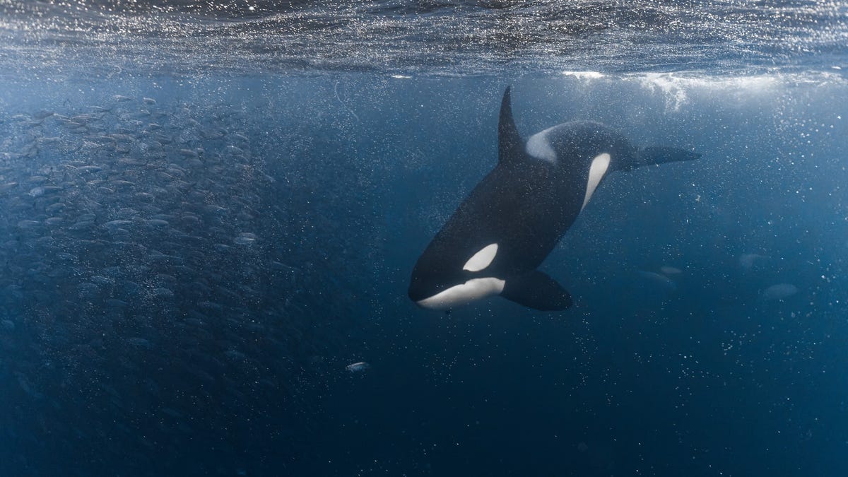 Killer Whales Attacked Almost 700 Boats Because They’re Bored Teenagers