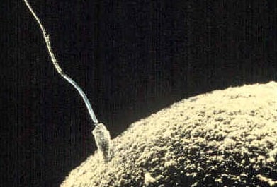 No evidence sperm counts are dropping, researchers find