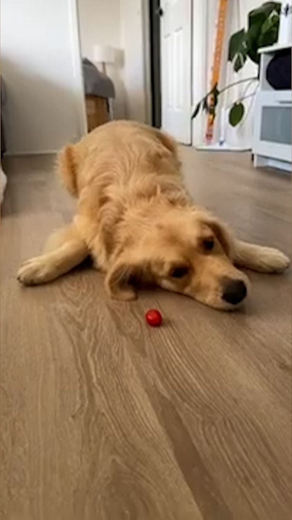 WATCH: Dog loves to play with tomatoes