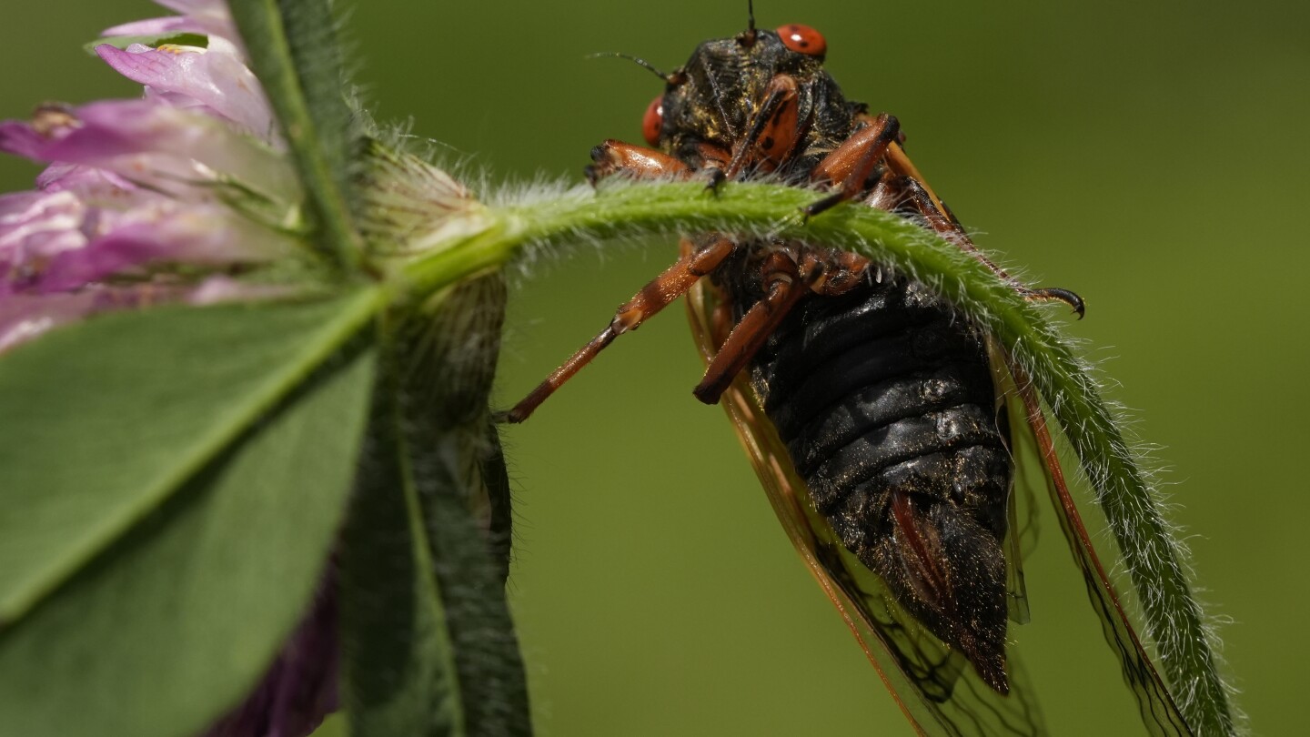 Illinois cicadas: This is what it's like to see and feel billions of bugs