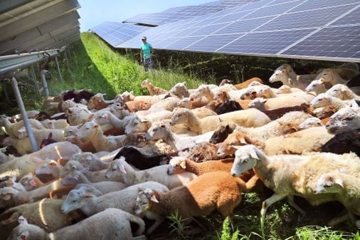 Massachusetts environmentalists find a new friend: Sheep