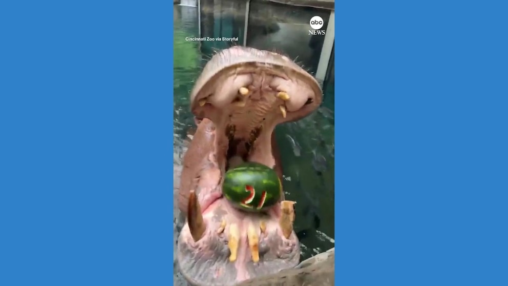 WATCH: Hippo celebrates 21st birthday at Cincinnati Zoo