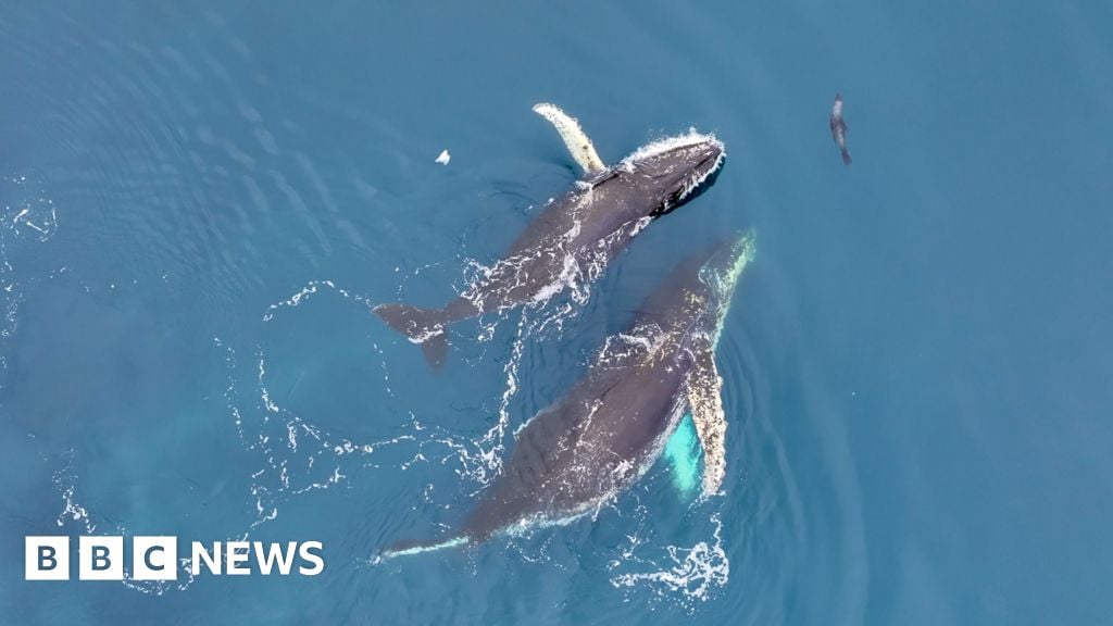 Drones reveal Antarctic whale 'acrobatics'