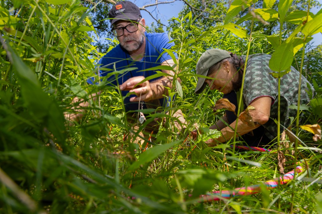 As cicadas emerge in Illinois, scientists research food web impact