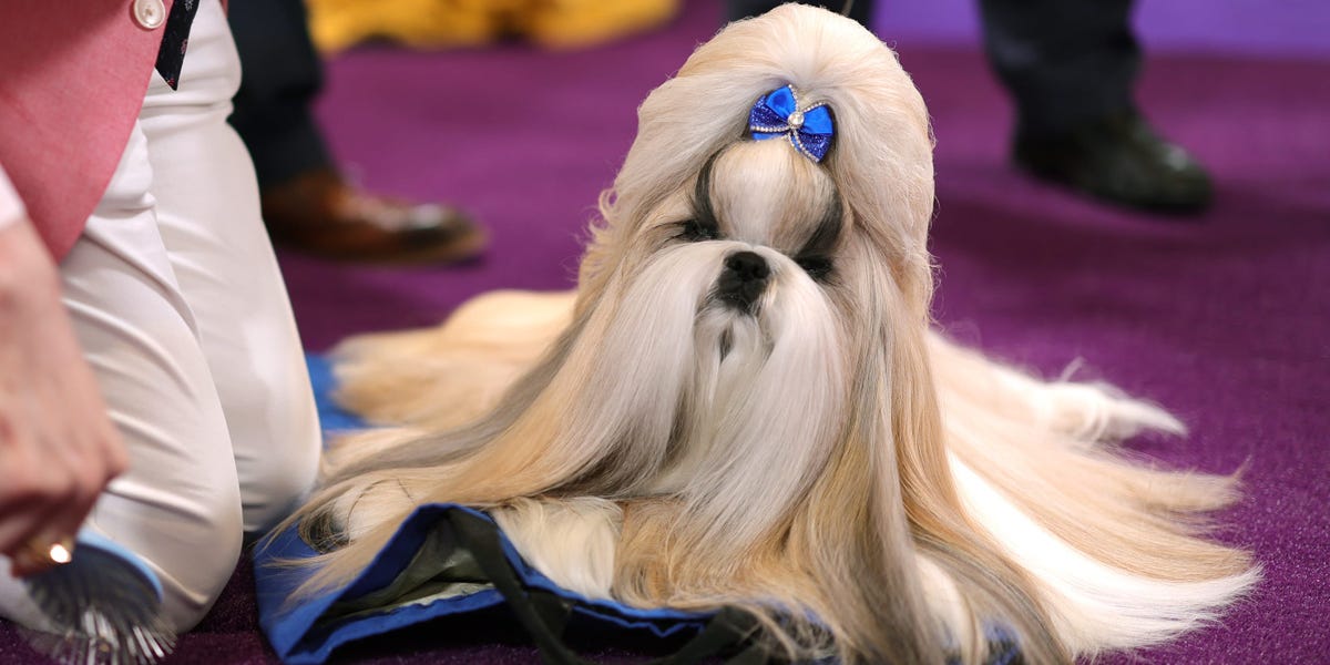 You need to see the 7 prize winners at this year's Westminster dog show