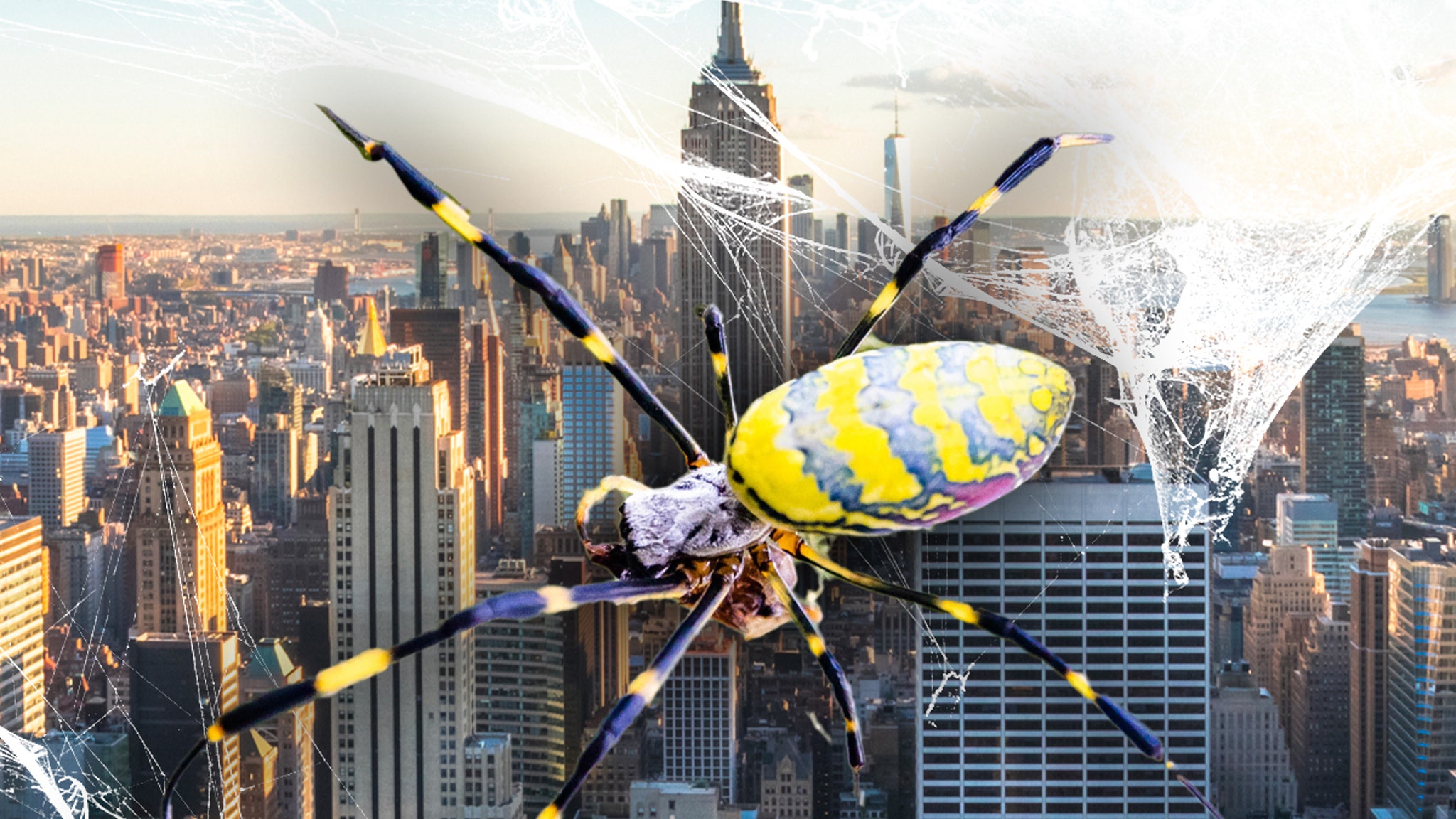 Giant Venomous Flying Spiders Invading New York, Spreading Up East Coast