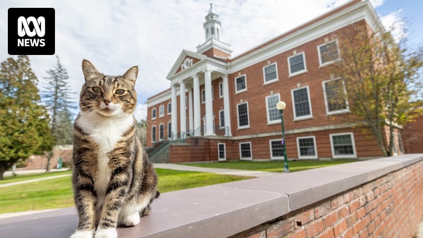 Max the cat earns his degree in 'litter-ature' at US university