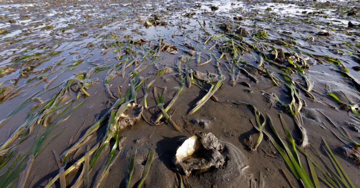 FDA Issues Warning on Paralytic Shellfish Poisoning in Pacific Northwest