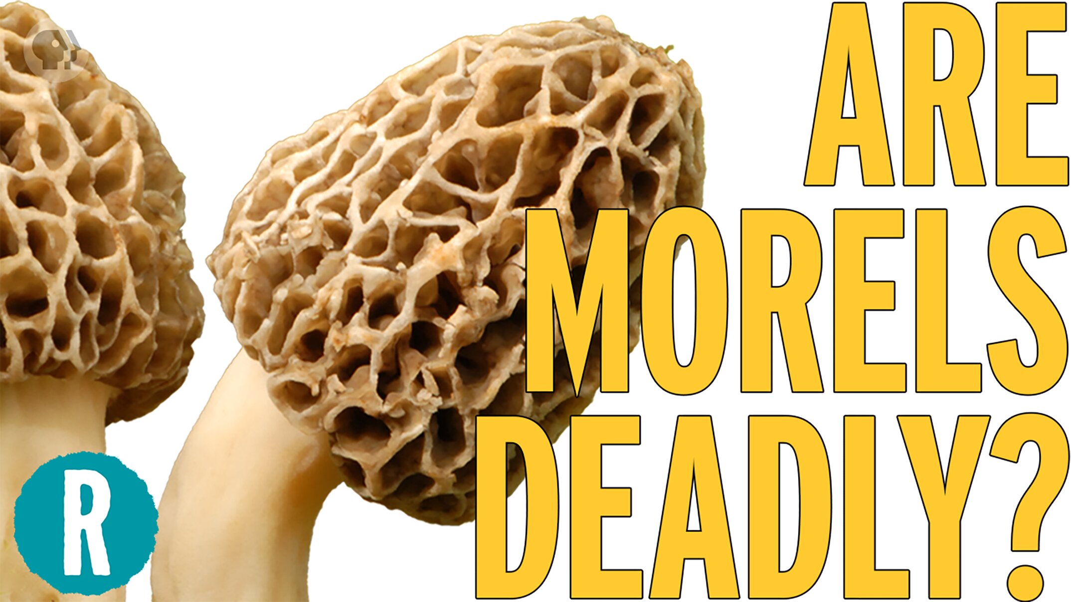 Video: This edible mushroom could kill you