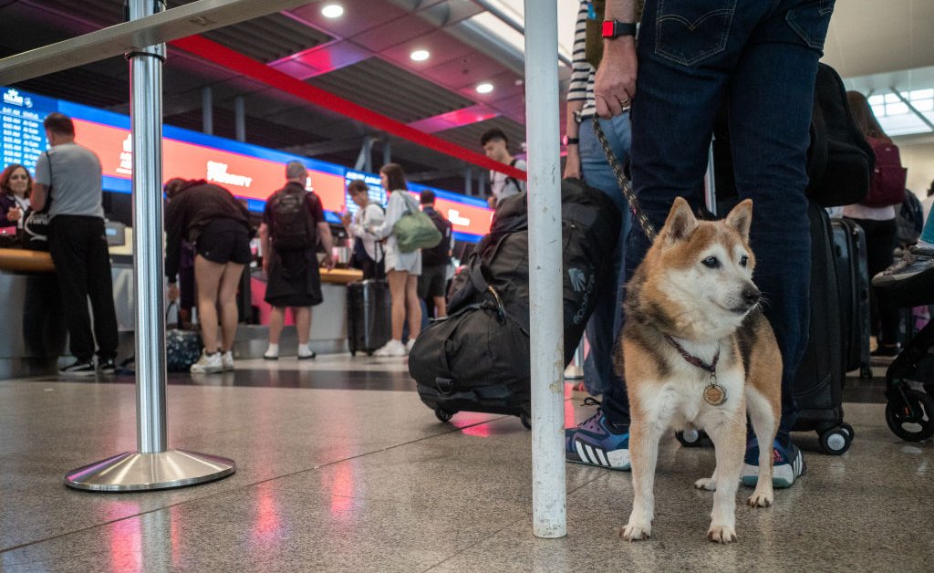 Your Dogs Can Now Fly in Luxury With a New Airline Just for Them