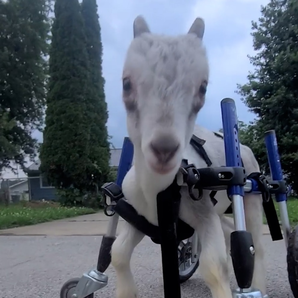 WATCH: Goat with cerebellar hyperplasia learns to run with custom wheelchair