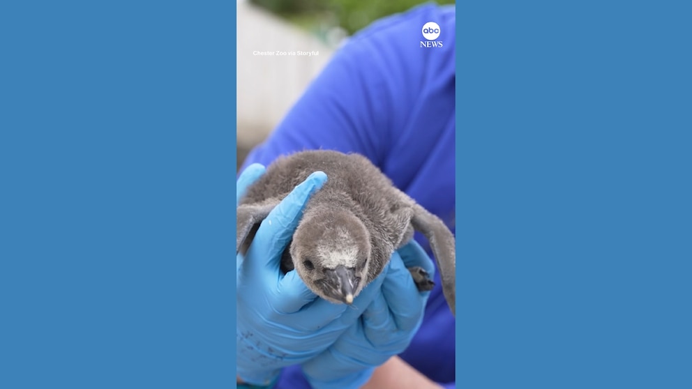 WATCH: Vulnerable penguin chicks hatch at zoo in England