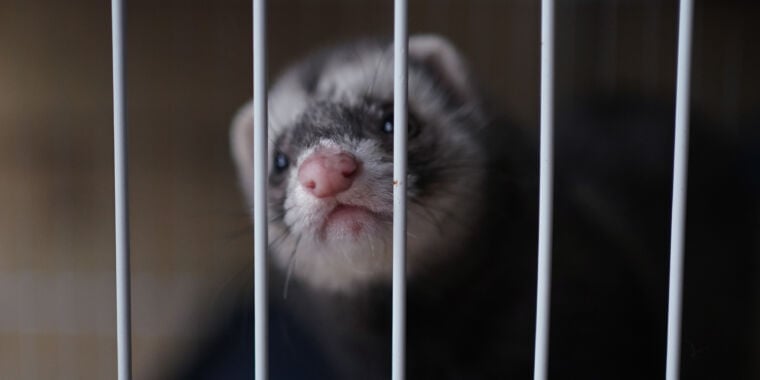 Bird flu virus from Texas human case kills 100% of ferrets in CDC study