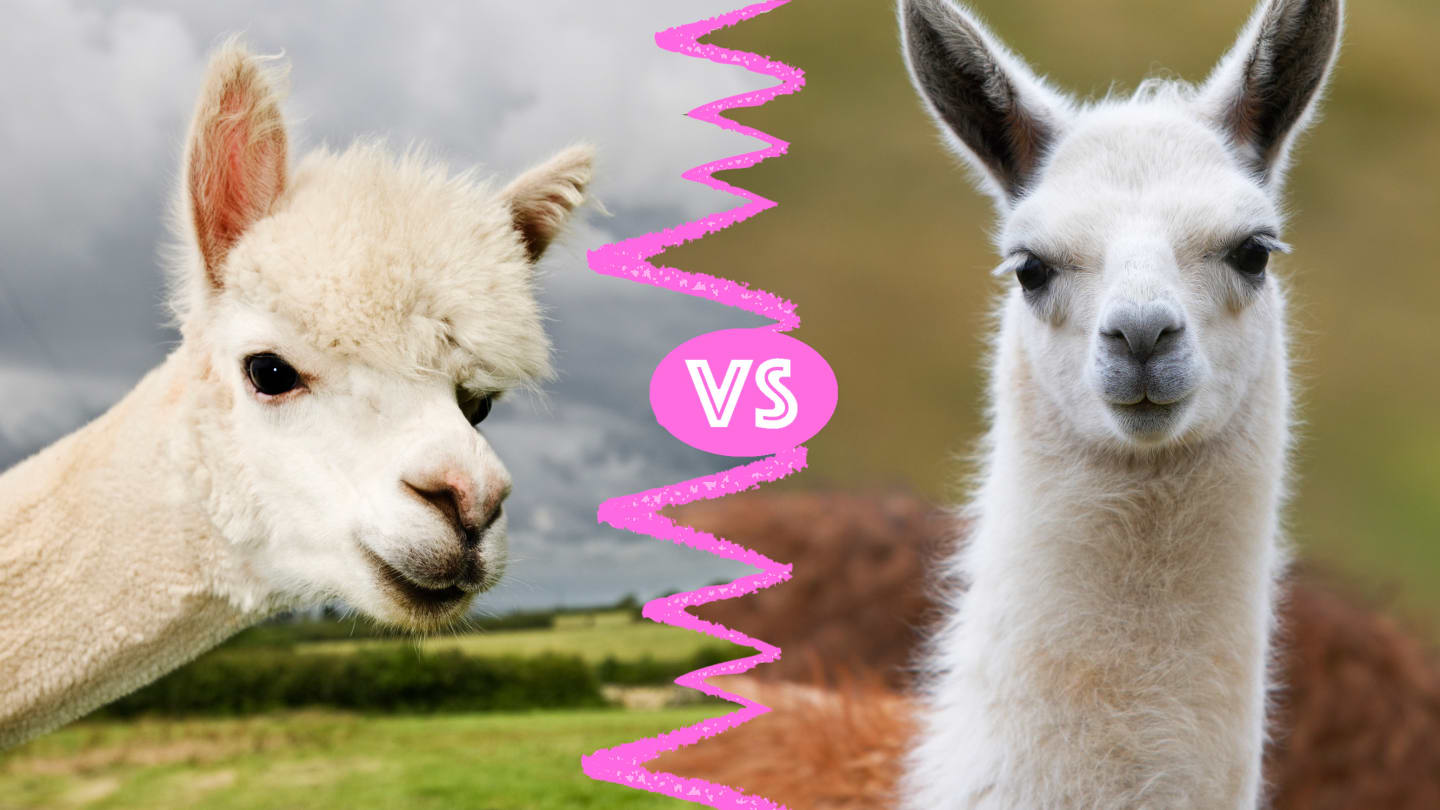 Alpacas vs. Llamas: What’s the Difference?