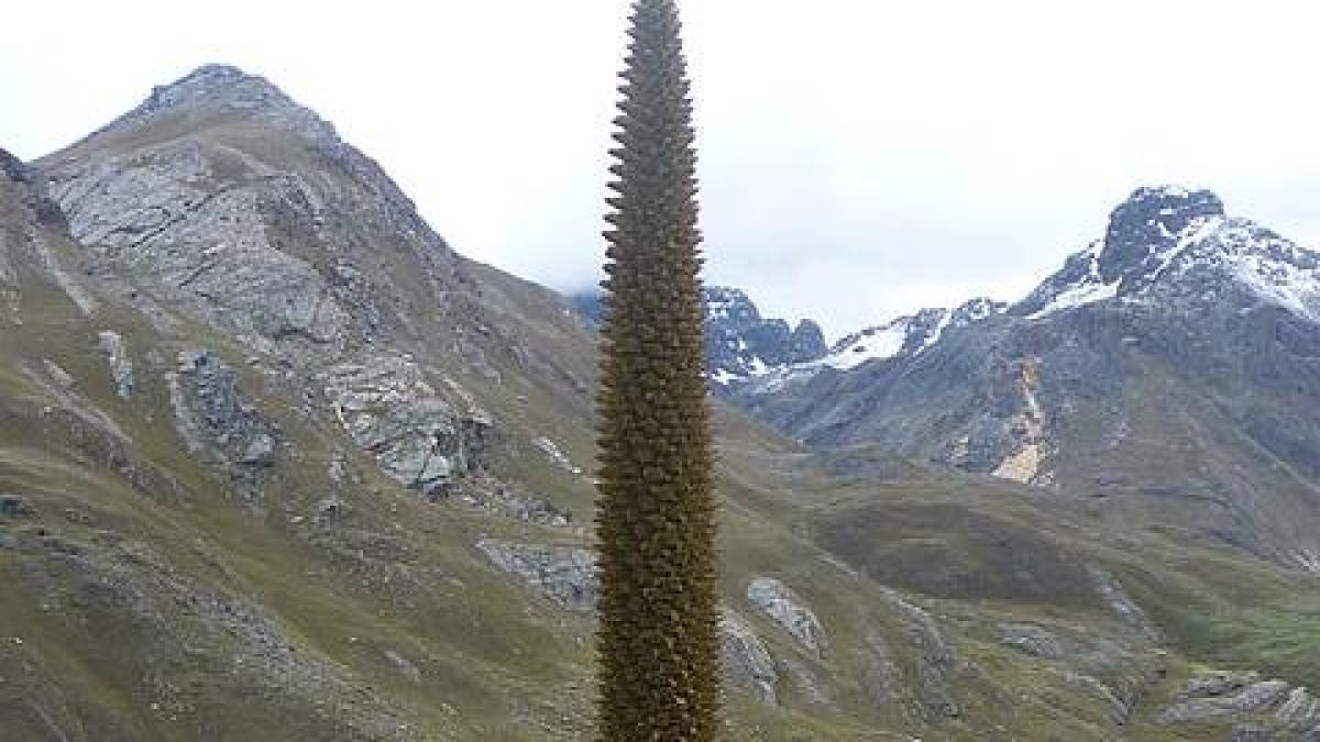 Esta es la planta que tarda 100 años en florecer: se encuentra en peligro de extinción