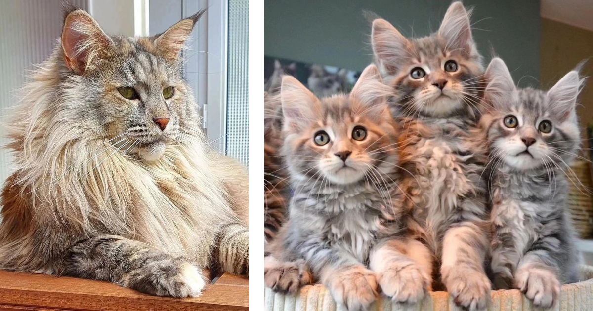 26 Majestic Maine Coon Cat Pictures To Keep Your Heart Warm All Weekend