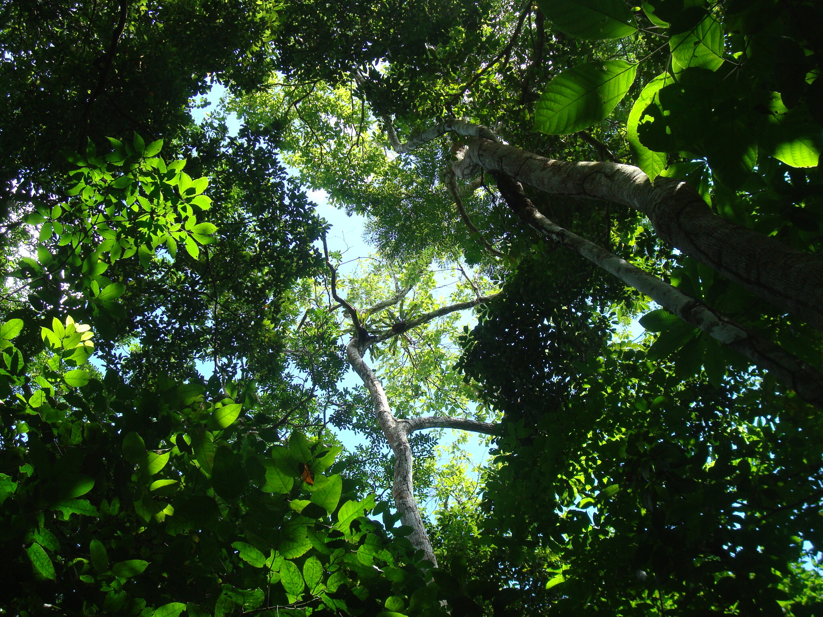 Tropical forests adjust strategies to thrive even when soils are nutrient poor, large field experiment shows