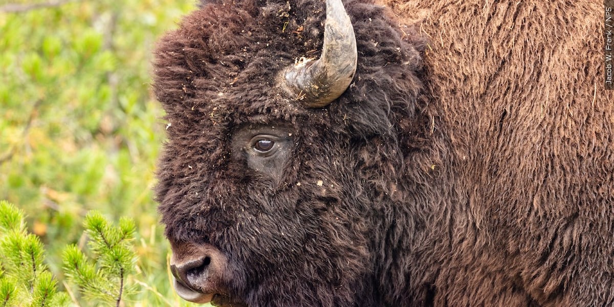 Greenville woman seriously injured by bison in Yellowstone National Park