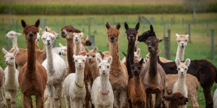 Alpacas in Idaho test positive for H5N1 bird flu in another world first