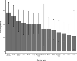 Tissue distribution of Coxiella burnetii and antibody responses in macropods co-grazing with livestock in Queensland, Australia