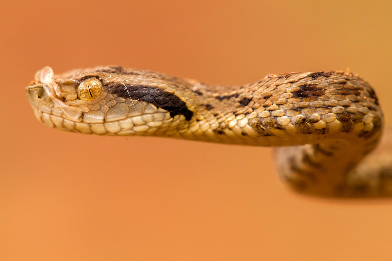 A Biologist Reveals How To Avoid Deadly Bites From South America’s Most Feared Snake