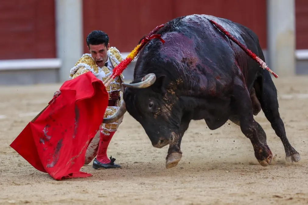 El milagro de Talavante el verdadero y Rebeco, un toro de casi 700 kilos, en Las Ventas