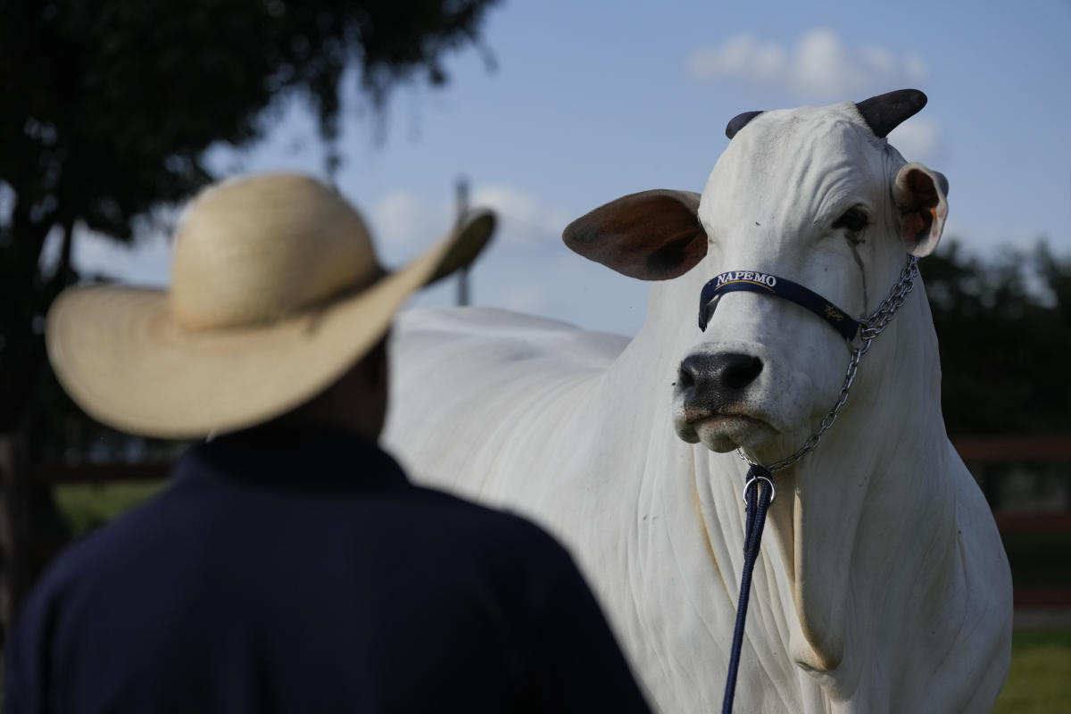 She's the world's most expensive cow, and part of Brazil's plan to put beef on everyone's plate