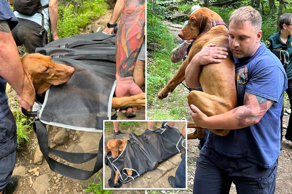 Dog bitten by venomous snake at Connecticut state park prompts risky mountaintop rescue