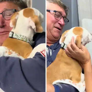 Watch family's tearful reaction to meeting puppy after death of senior dog