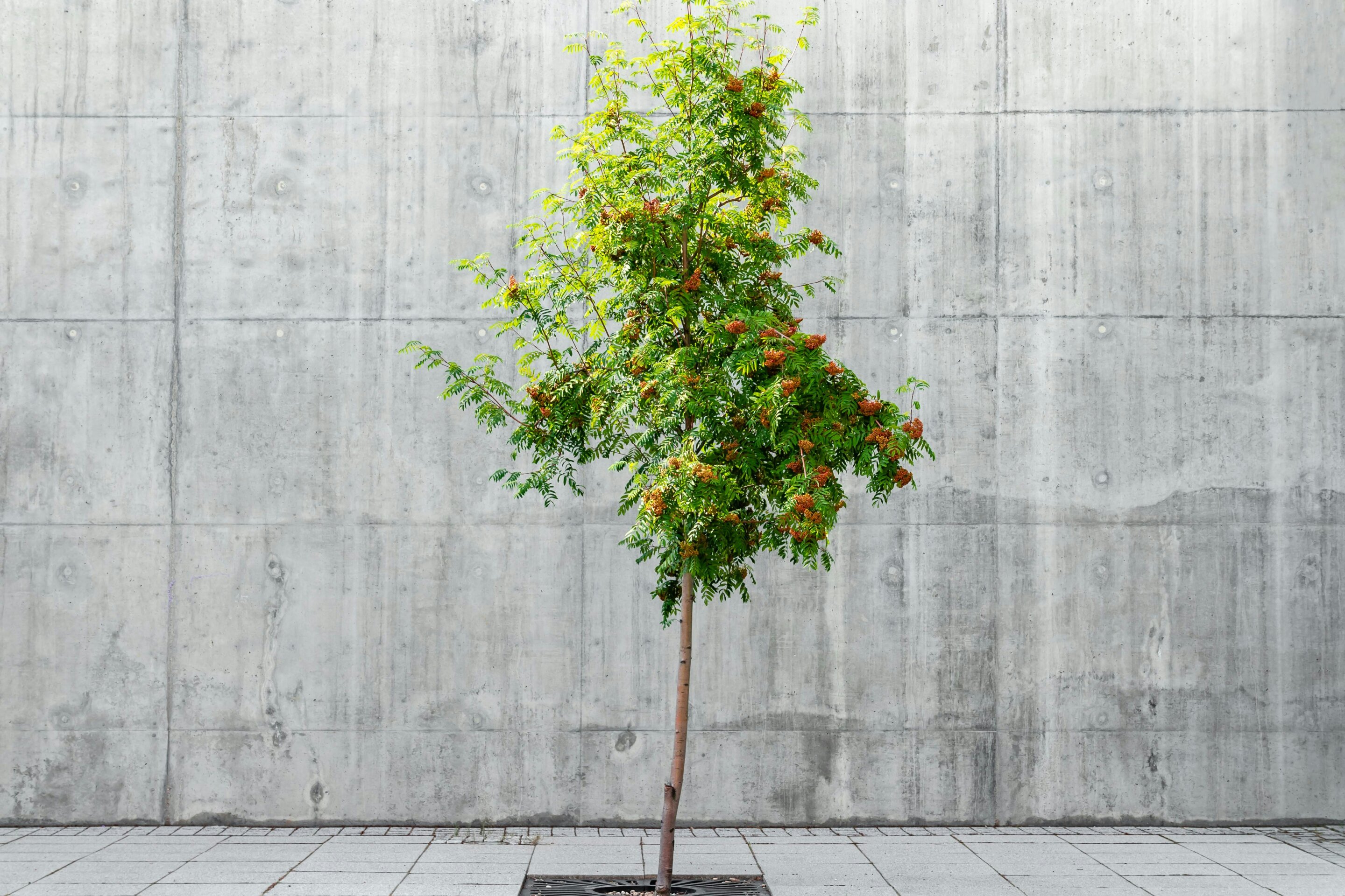 Study details strategies for successful urban tree planting initiatives