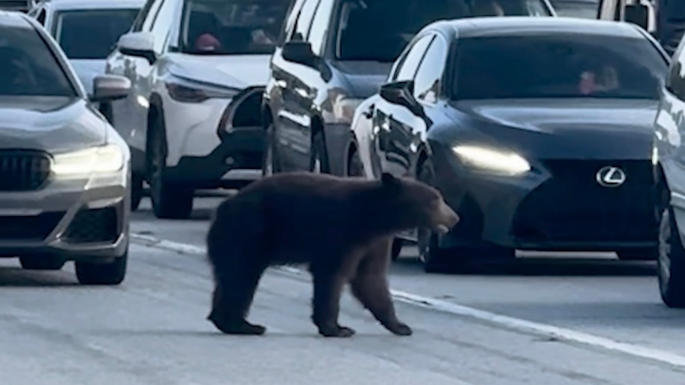 WATCH: Bear stops traffic on California freeway