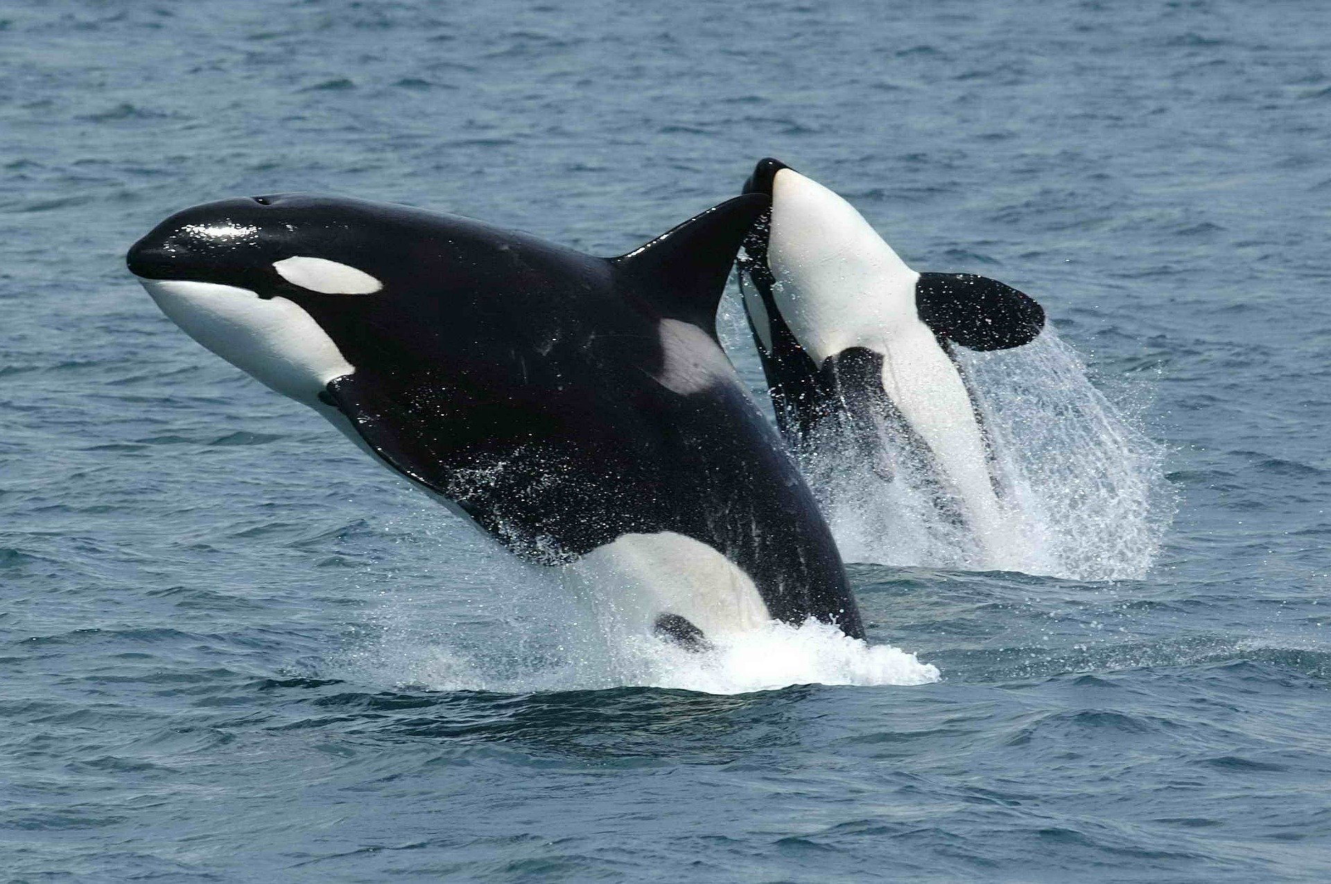 Orcas are attacking ships again: Here's a history of the practice