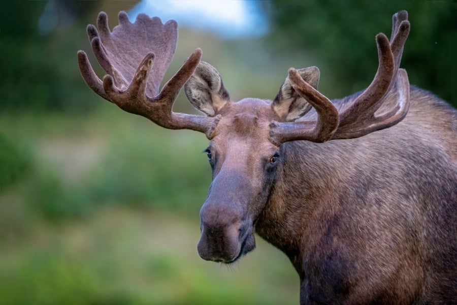 Moose kills man attempting to take photos of her newborn calves