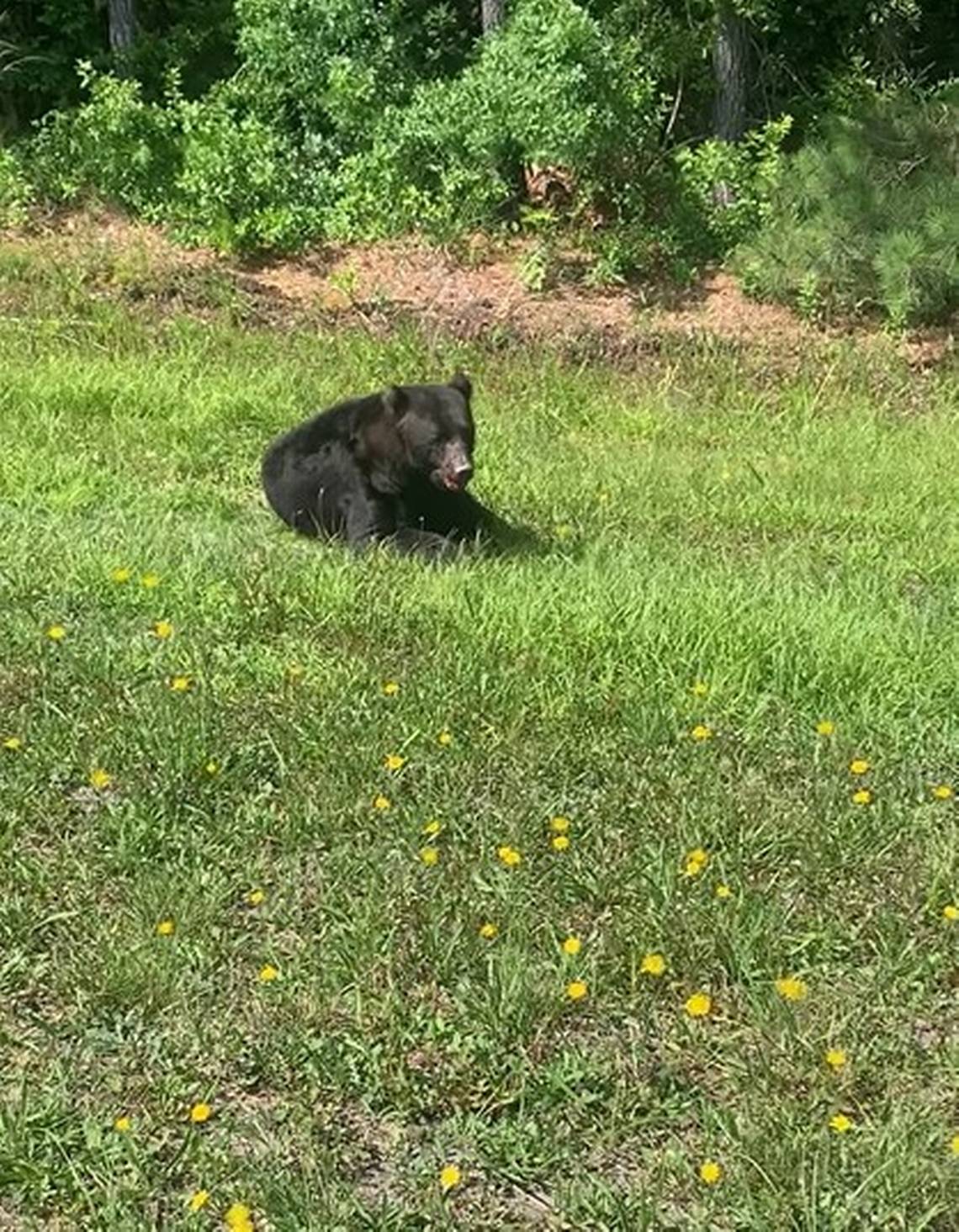 Black bear struck by vehicle on US 501 in Myrtle Beach area. Video shows injured bear.