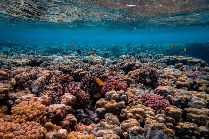 Los corales de todo el mundo se están blanqueando. Y con ello estamos comprometiendo la biodiversidad de los mares