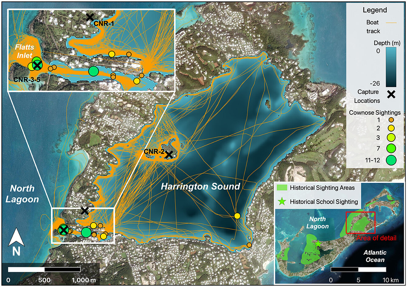 After hundreds of years, study confirms Bermuda now home to cownose rays