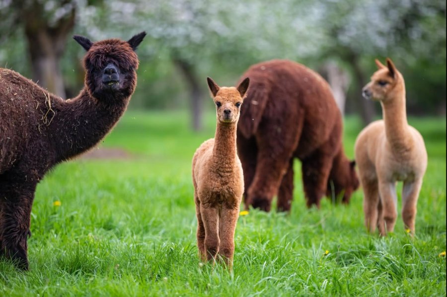 USDA confirms bird flu in alpacas in Idaho