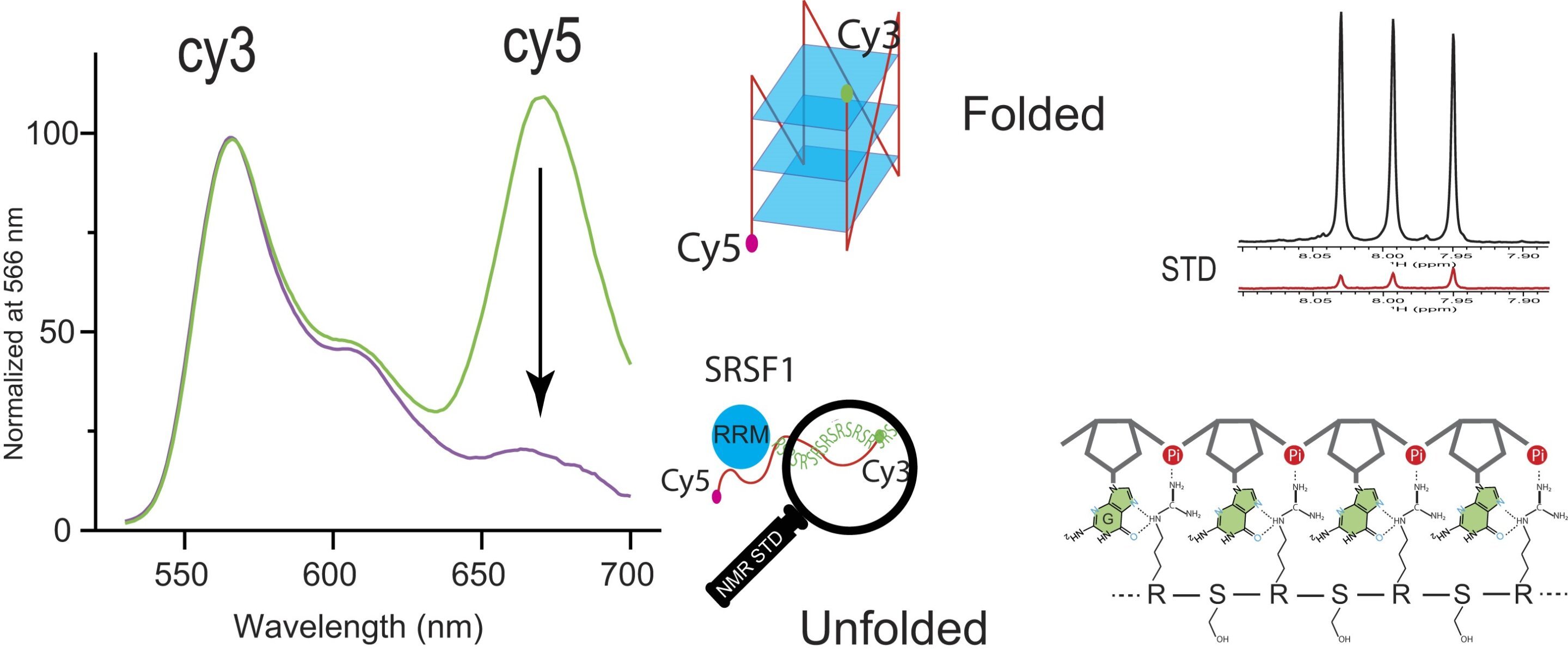 Researchers uncover protein SRSF1's uncommon ability to bind and unfold RNA G-quadruplexes