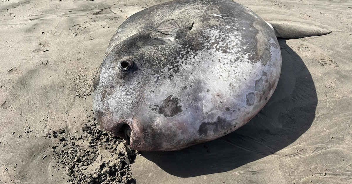 A weird 7-foot fish with a face "only a mother could love" washed ashore in Oregon - and it's rarer than experts thought