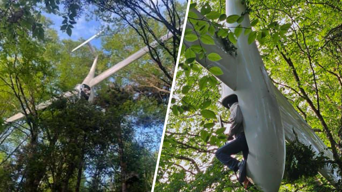 Glider crashes into tree in NH’s White Mountain National Forest