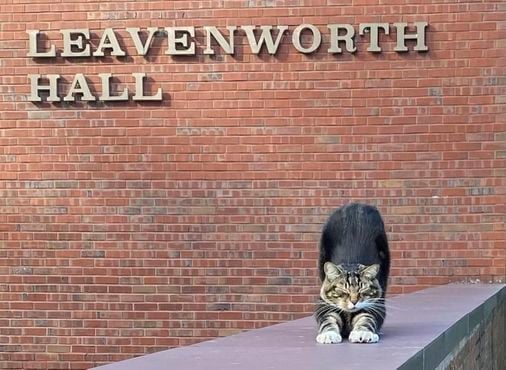 A college puts the ‘cat’ into ‘education’ by giving Max an honorary ‘doctor of litter-ature’ degree