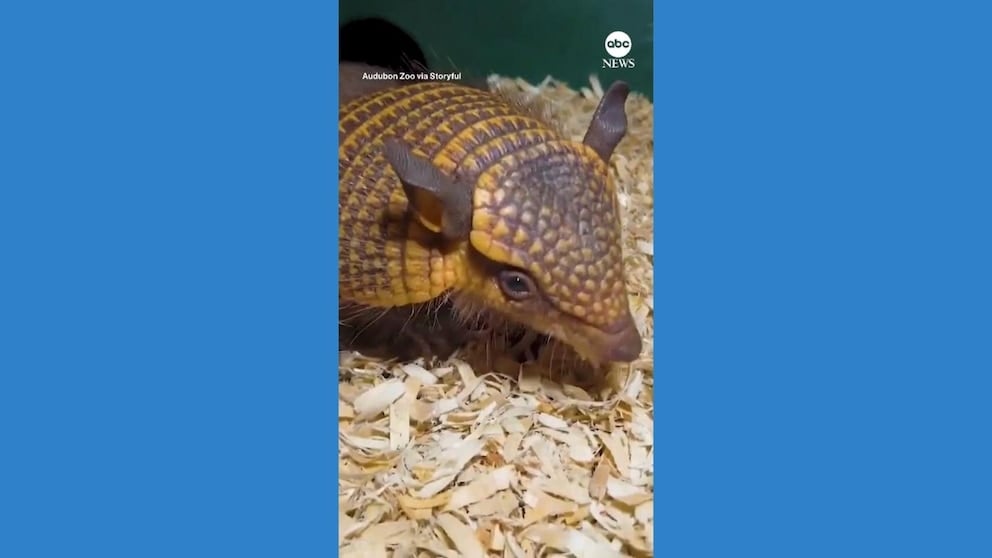 WATCH: Zoo welcomes screaming hairy armadillo pups