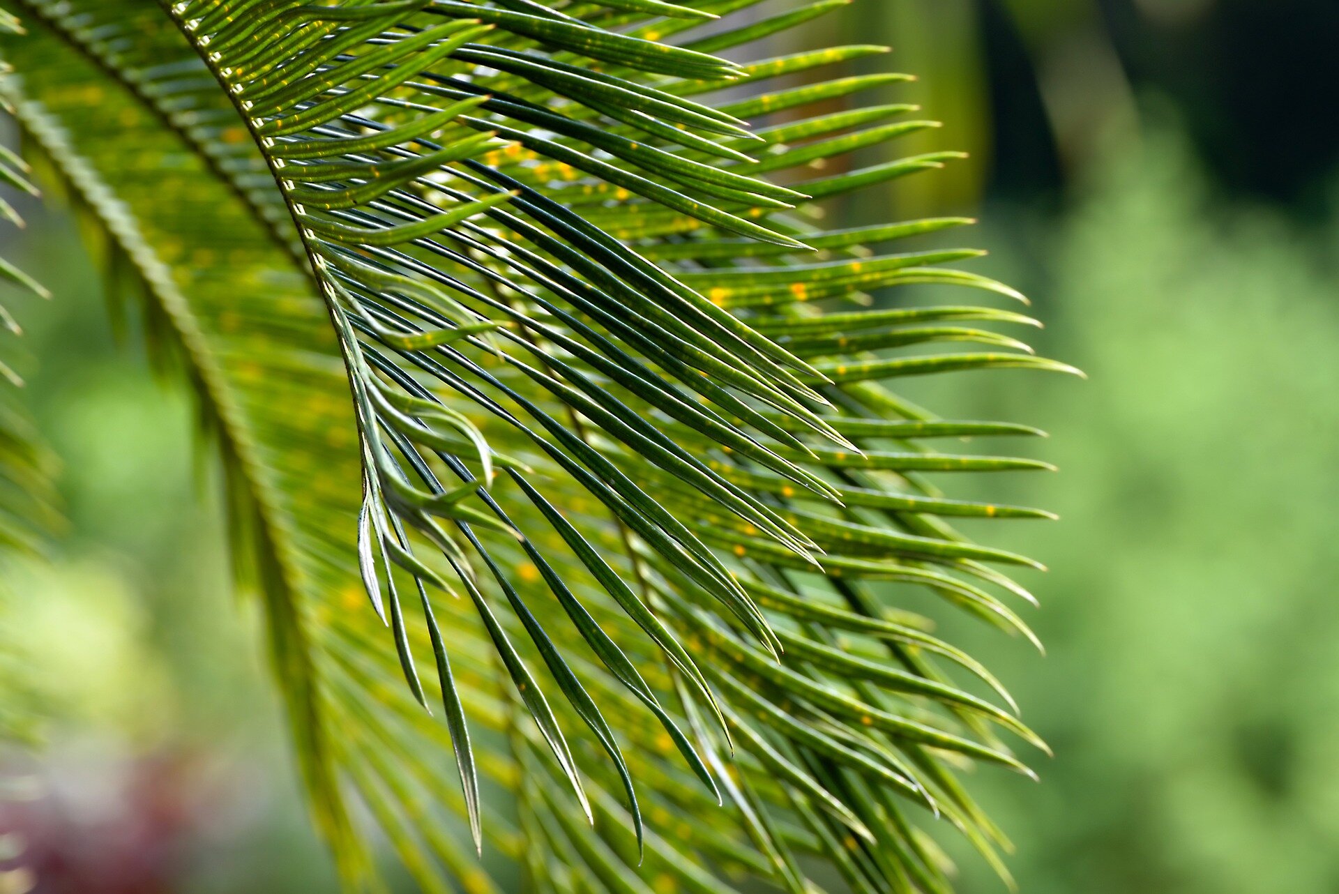 Searching for a female partner for the world's 'loneliest' plant