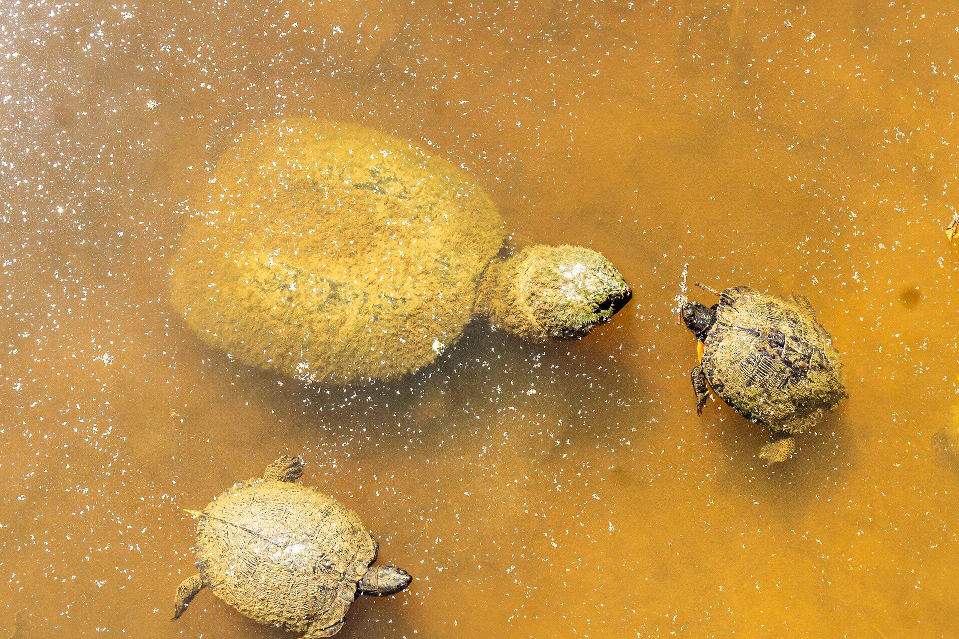 Kansas is bringing the alligator snapping turtle back to its waters after 33-year absence