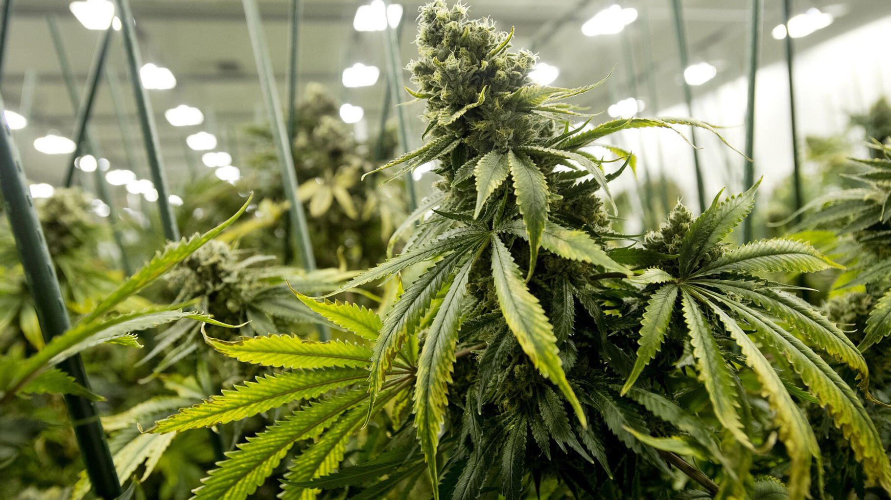 États-Unis : plus de 175 000 condamnations liées à la marijuana annulées par le gouverneur du Maryland