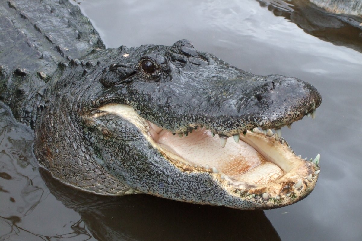 Homeless man said he was swimming in Florida lake at 2 a.m. when gator attacked