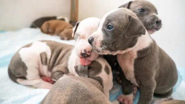 New York Police Rescue Puppies Stuffed in Urine-Soaked Bag