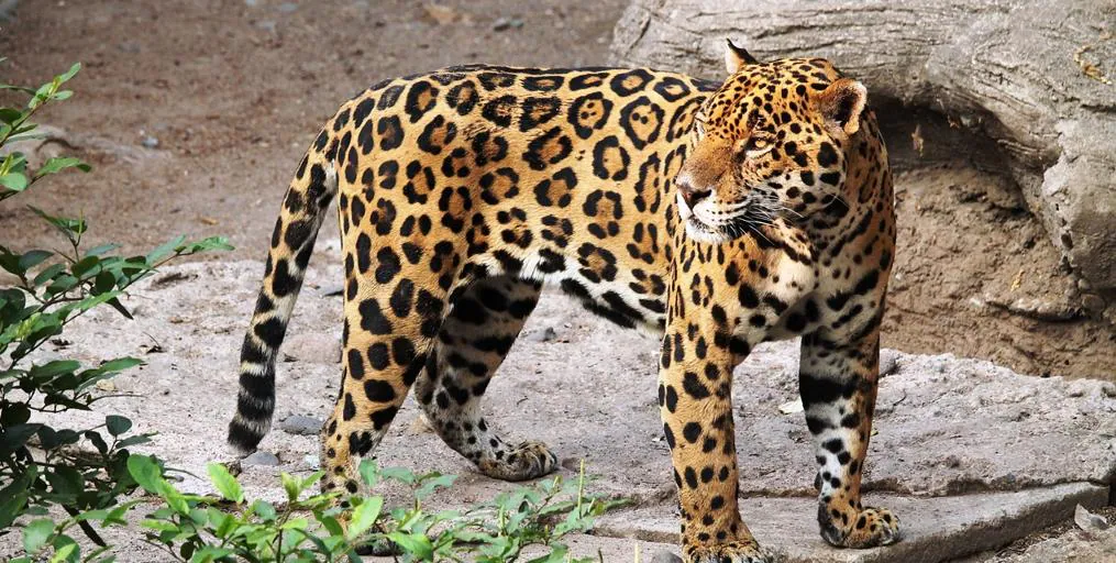 Un jaguar escapa de un recinto en Bolivia y mata al encargado de cuidarlo